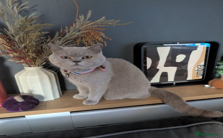 British Shorthair cats - Advert 3