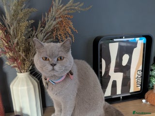 British Shorthair cats - Advert 3