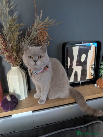 British Shorthair cats - Advert 3