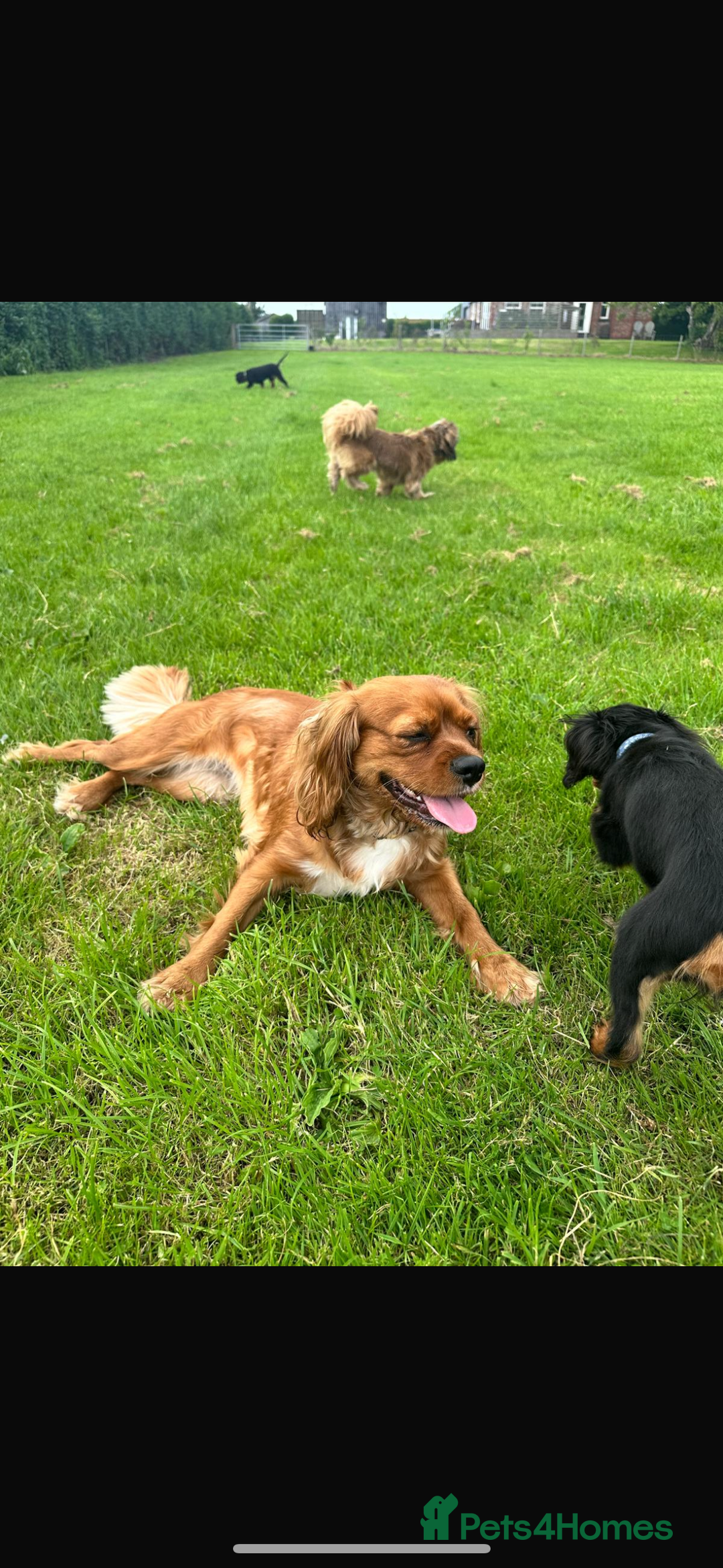 Shih Tzu dogs for sale: 2 female Shih tzu - Image 6