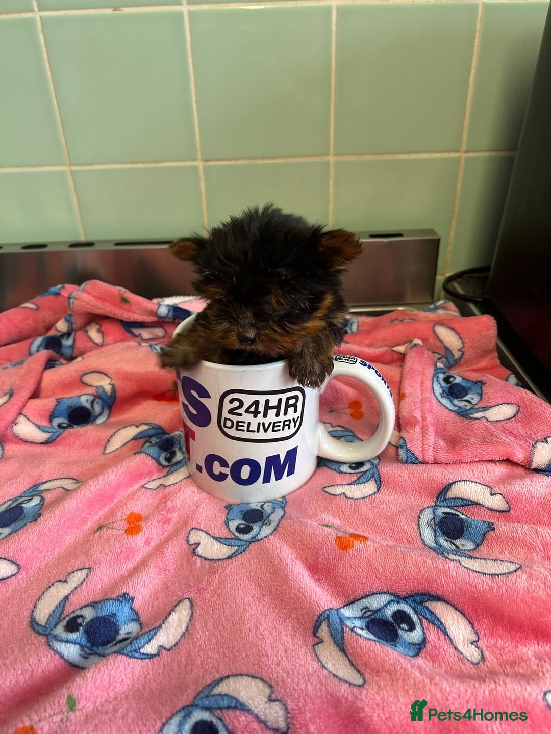 Yorkshire Terrier dogs for sale: Tiny Yorkshire terrier puppies for sale  - Image 15