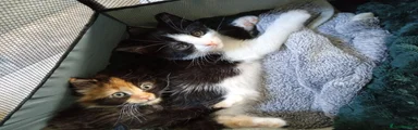 Domestic Shorthair 2