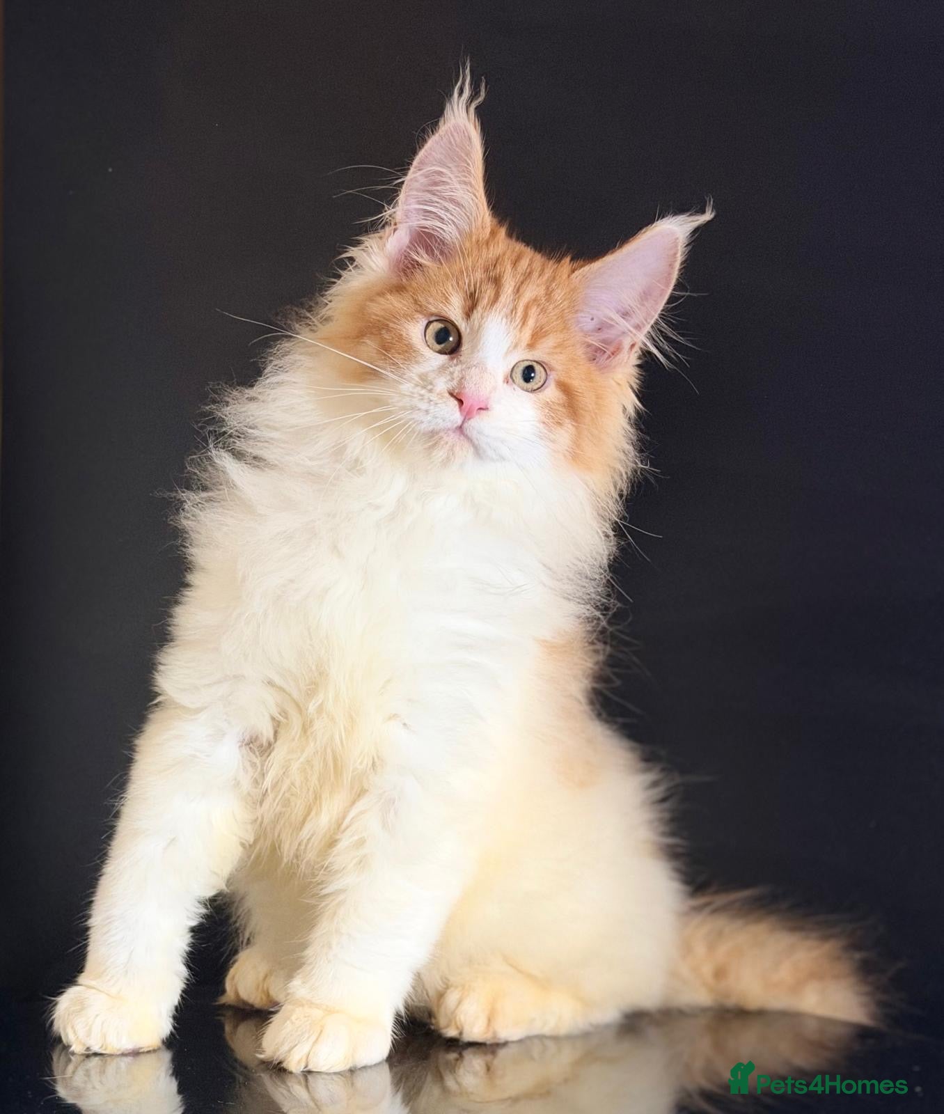 Maine Coon cats Purebred maine coon kittens - Advert 5
