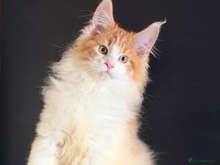 Maine Coon cats Purebred maine coon kittens - Advert 5