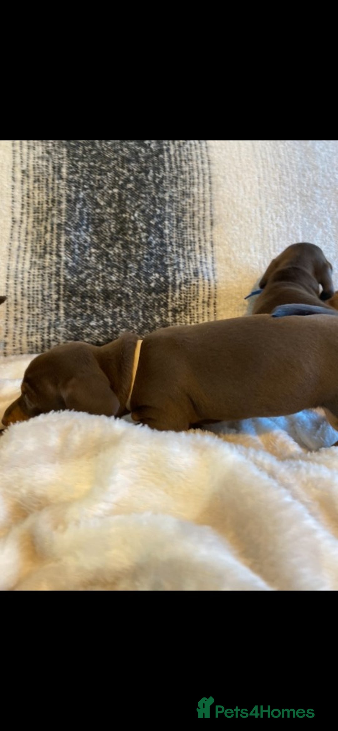 Miniature Dachshund dogs for sale: Miniature Dachshund Puppies Chocolate and Tan KC - Advert 23
