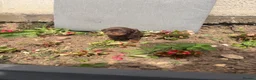 Dachshund dogs for sale: dashound’s puppies  - Advert 9