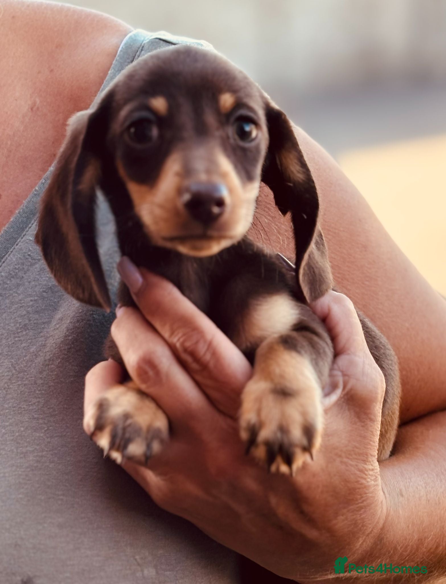 Miniature Dachshund dogs Ready for new home: KC, PRA clear stunning boy - Advert 1