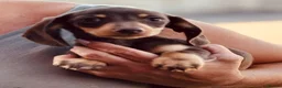 Miniature Dachshund dogs for sale: Ready for new home: KC, PRA clear stunning boy - Advert 3