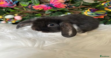 Mini Lop rabbits - Advert 10