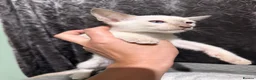 Siamese cats for sale: 5 adorable Siamese kittens available  - Advert 10