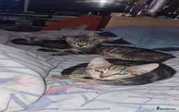 Bengal cats for sale: Mixed bengal kittens   - Image 1