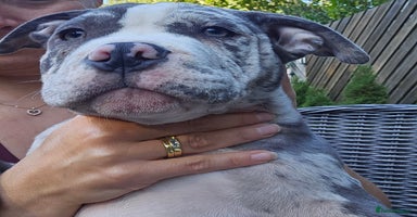 American Bully dogs - Advert 12