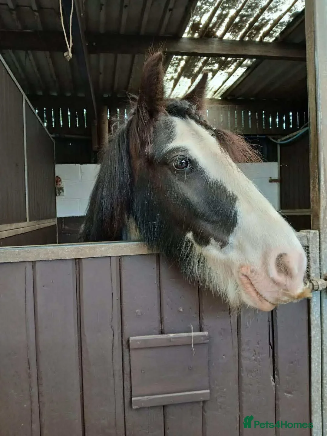 Irish Cob horses for sale: Gracie in Sheffield - Advert 4