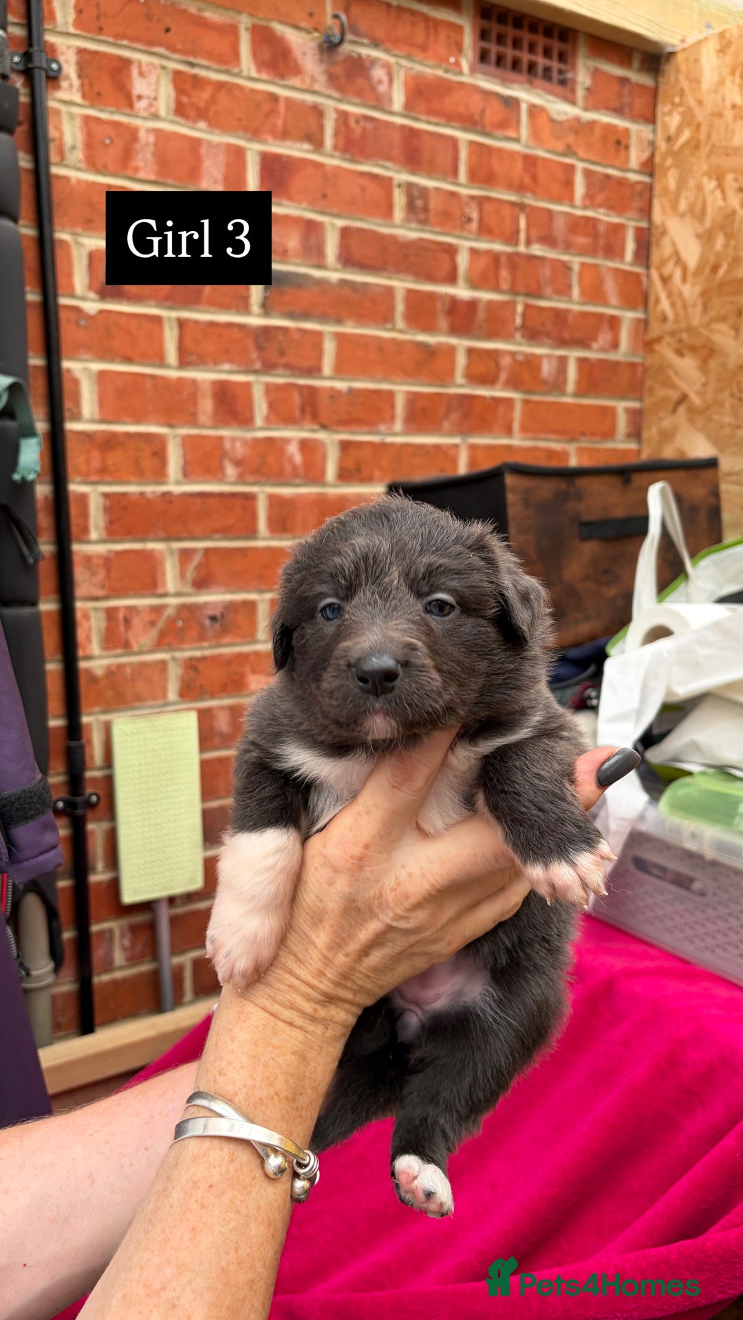 Border Collie dogs for sale: 6.5 weeks old collie puppies for sale  - Image 15