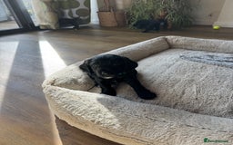 Cocker Spaniel dogs for sale: ‼️ONE GIRL LEFT‼️Working cocker spaniel puppies🐾 - Image 5