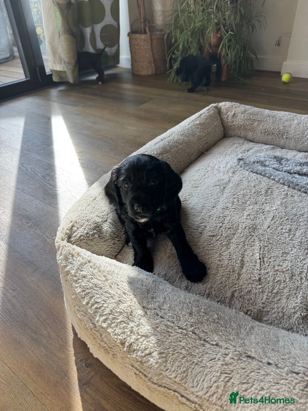 Cocker Spaniel dogs for sale: ‼️ONE GIRL LEFT‼️Working cocker spaniel puppies🐾 - Image 5