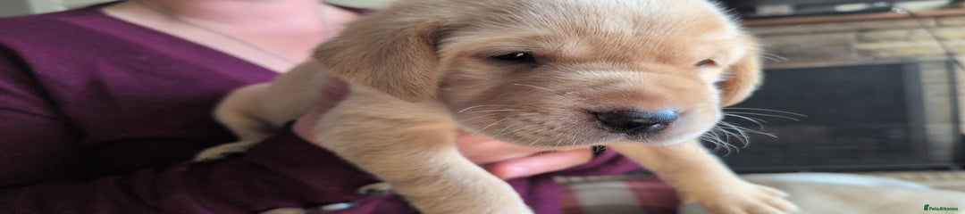Labrador Retriever Puppy 6