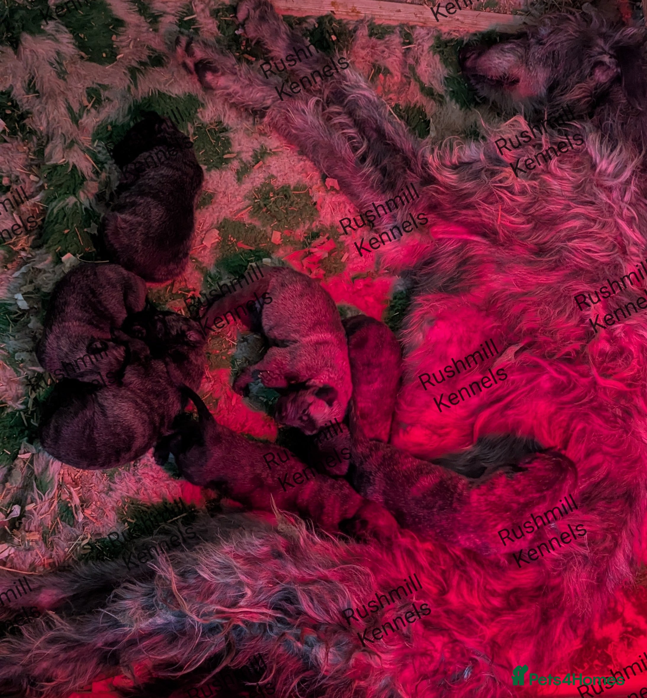 Deerhound dogs Deerhound/wolfhound pups - Advert 2