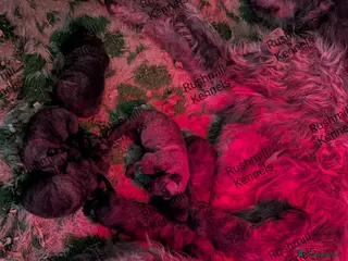 Deerhound dogs Deerhound/wolfhound pups - Advert 2