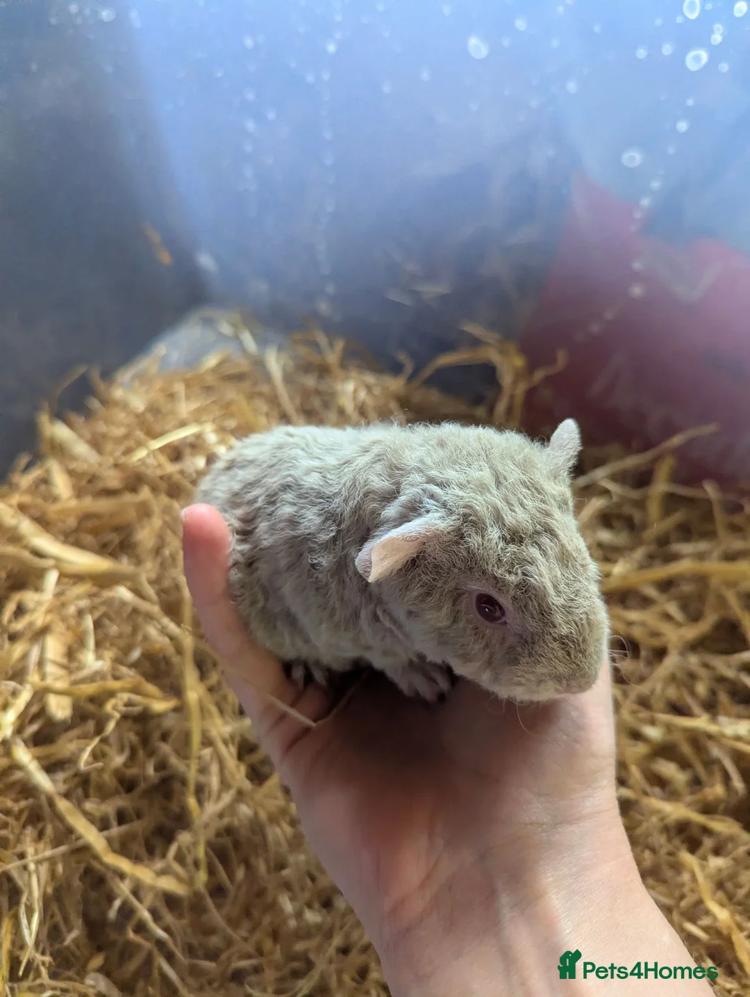 Guinea Pig rodents for sale: Friendly Baby Teddy Guinea Pigs - Advert 2