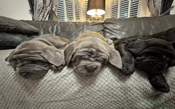 Mastiff dogs for sale: Mastiff puppies (Neapolitan) - Advert 18