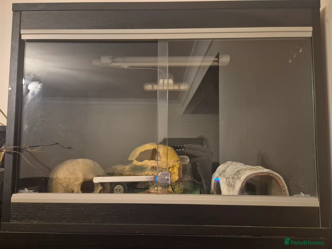 Leopard Gecko reptiles for sale: Leopard gecko - Advert 4