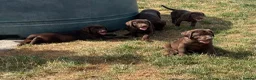 Labrador Retriever dogs for sale: ⭐️ READY NOW KC Chocolate Lab Puppies ⭐️ - Advert 8
