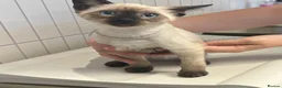Ragdoll cats for sale: 4 Ragdoll/Siamese Kittens - Ready to go home - Advert 17