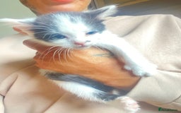 Domestic Shorthair cats for sale: 3 cuddly girl kittens available  - Image 11