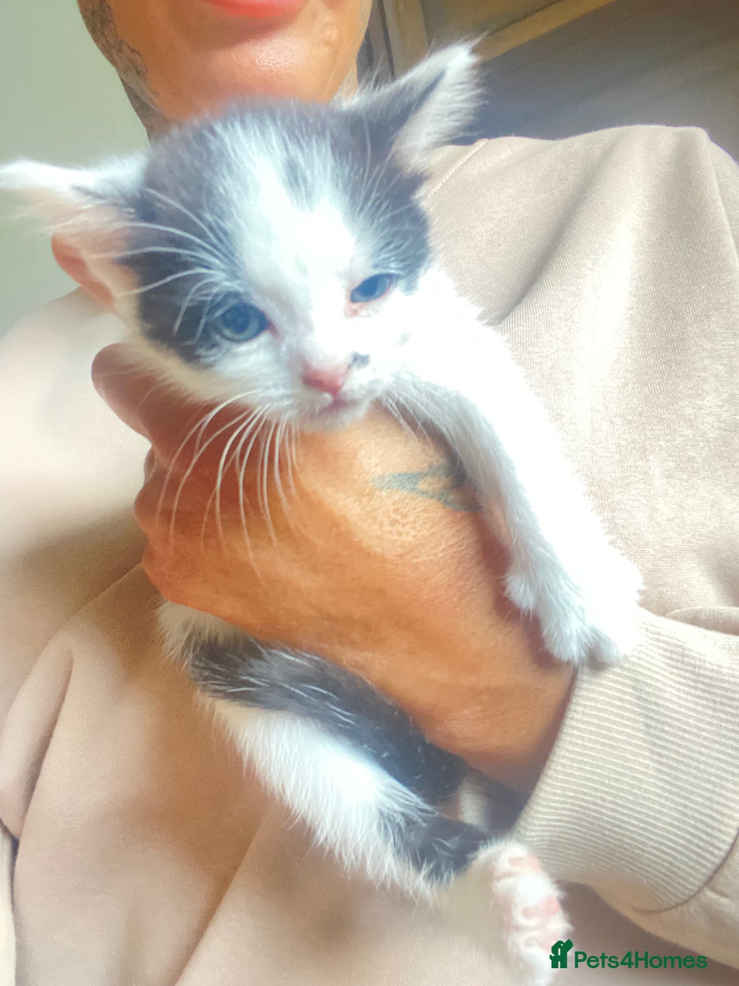 Domestic Shorthair cats for sale: 3 cuddly girl kittens available  - Image 11