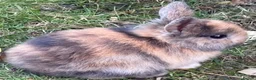 Mini Lop rabbits for sale: Beautiful baby bunnies in Heckmondwike - Advert 2