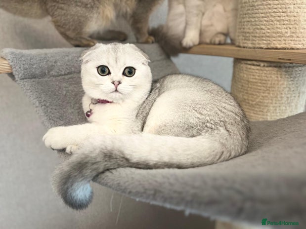 Scottish Fold cats - Advert 1