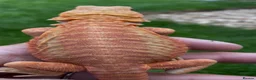 Bearded Dragon reptiles for sale: Bearded Dragon 5* Licensed Breeder Red Orange Blue in Castle Cary - Advert 3
