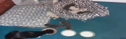 Mixed Breed cats for sale: Beautiful kittens, serious loving homes only in Broxburn - Advert 3