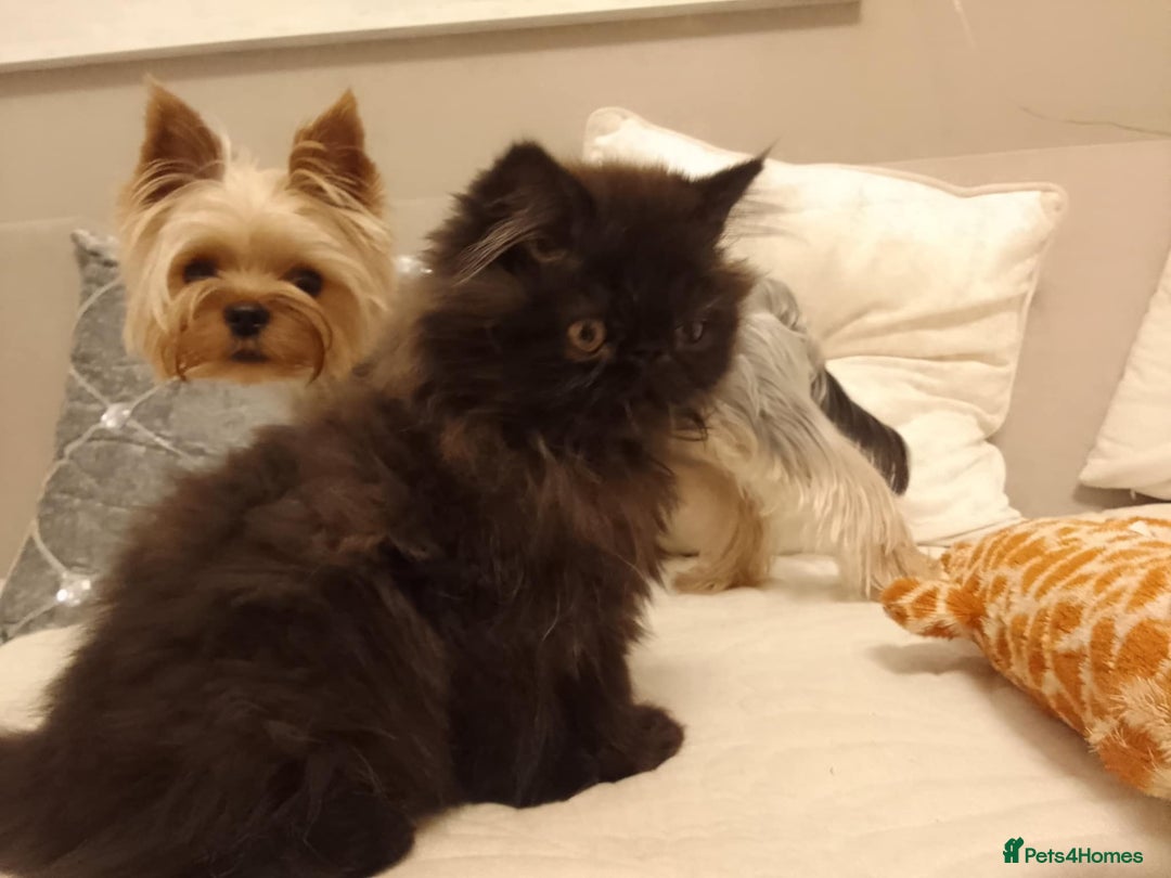 Persian cats for sale: Exotic Persian Kittens / last one baby boy in Romford - Image 9