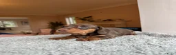 Dachshund dogs for sale: 3 chunky boys for sale 🏡  in Westbury - Advert 14