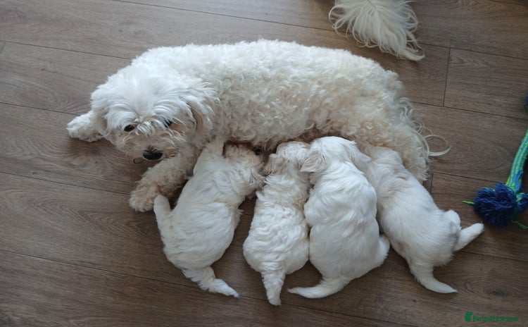 Cavachon dogs - Advert 3
