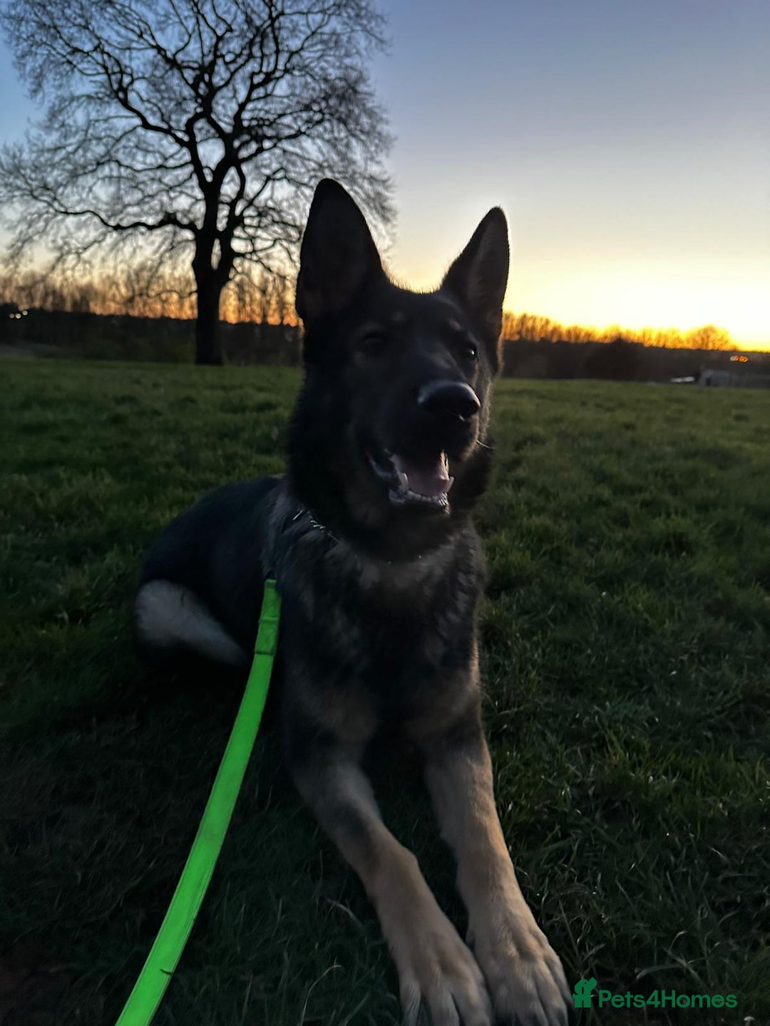 German Shepherd dogs for sale: For sale - Advert 3