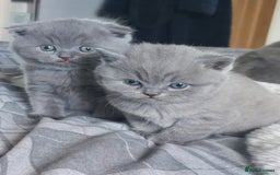 British Shorthair cats for sale: British shorthair/scottish fold cross kittens - Image 4