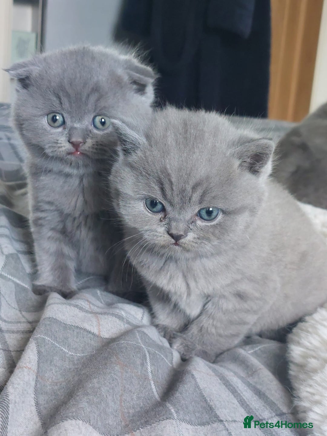 British Shorthair cats for sale: British shorthair/scottish fold cross kittens - Image 4