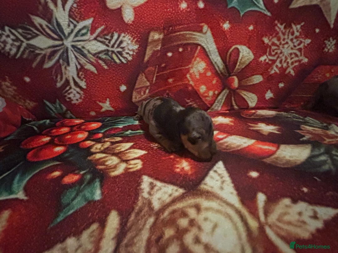 Miniature Dachshund dogs for sale: Miniature Dacshhund puppy available - Advert 5