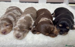 Dachshund dogs for sale: M/F Dachshund Pups - Image 3