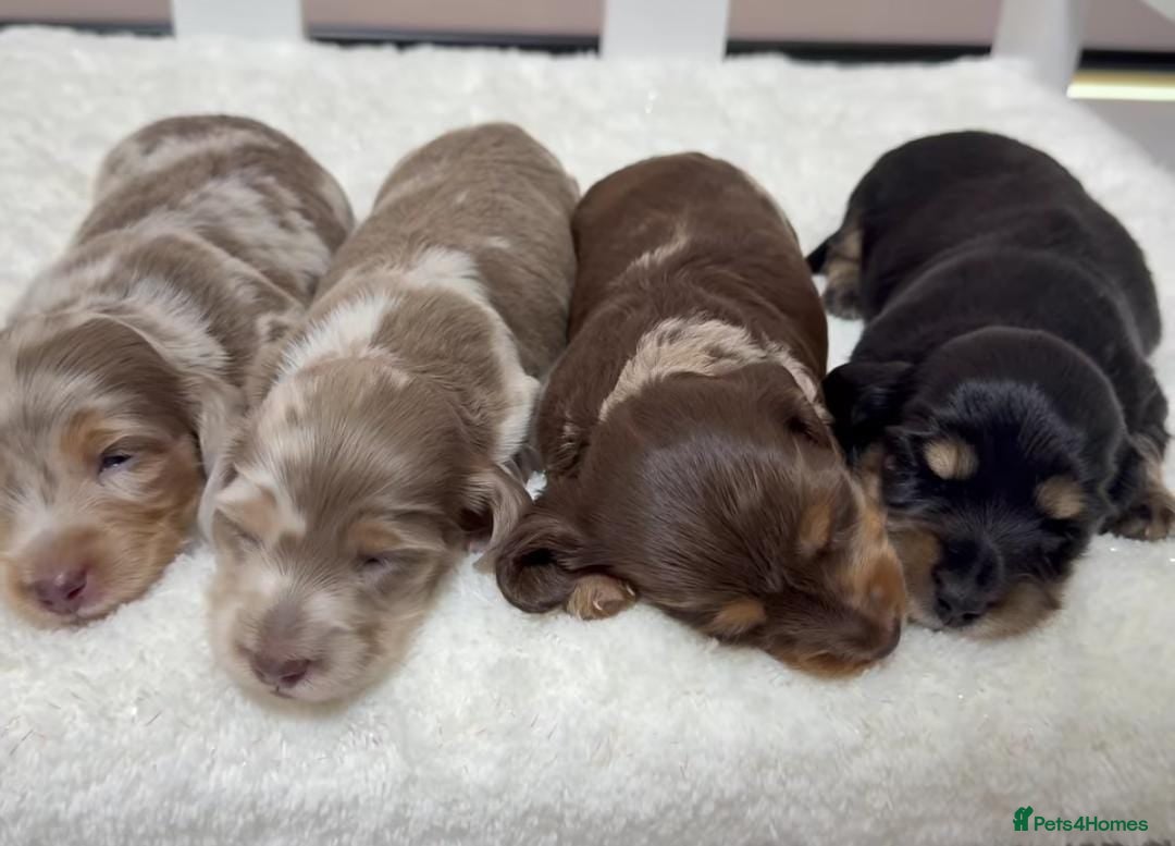Dachshund dogs for sale: M/F Dachshund Pups - Image 3