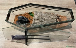 Scorpions invertebrates for sale: Golden desert scorpions in Lingfield - Image 5