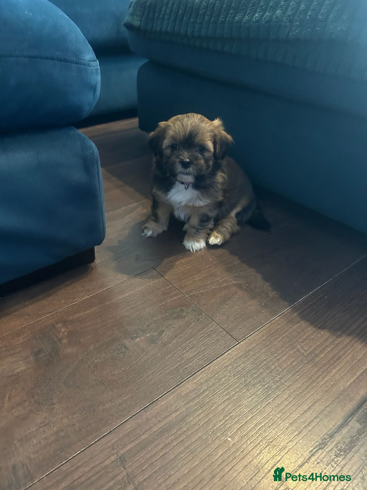 Mixed Breed dogs Beautiful Lhasapoo puppies  - Advert 2