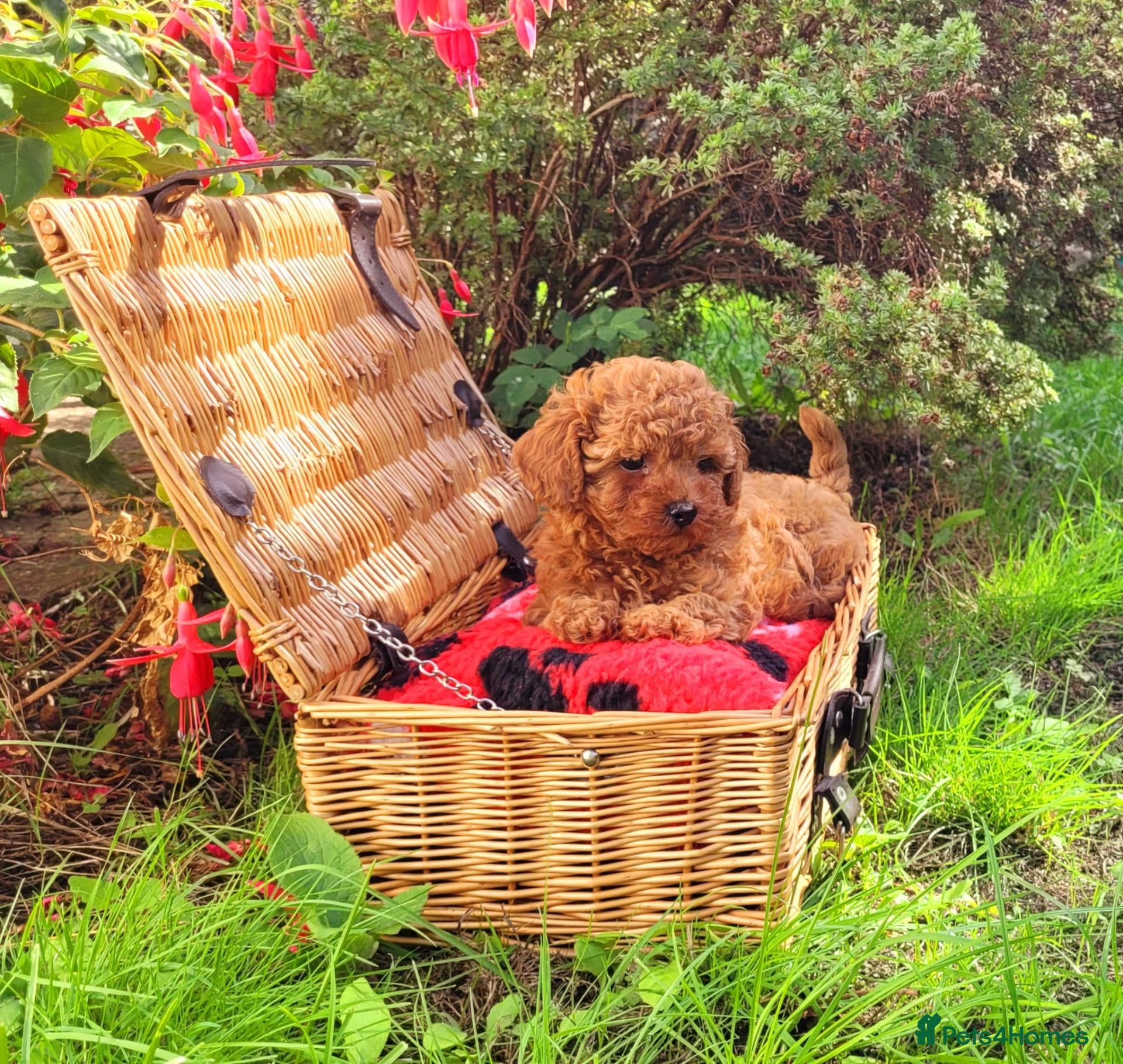 Toy Poodle dogs Asian Poodle Male for sale - Advert 2