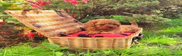 Toy Poodle dogs for sale: Asian Poodle Male for sale - Advert 1