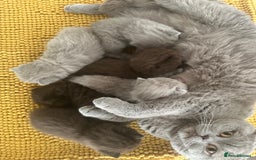 British Shorthair cats for sale: Ready British Shorthair Chunky Kittens - Image 27