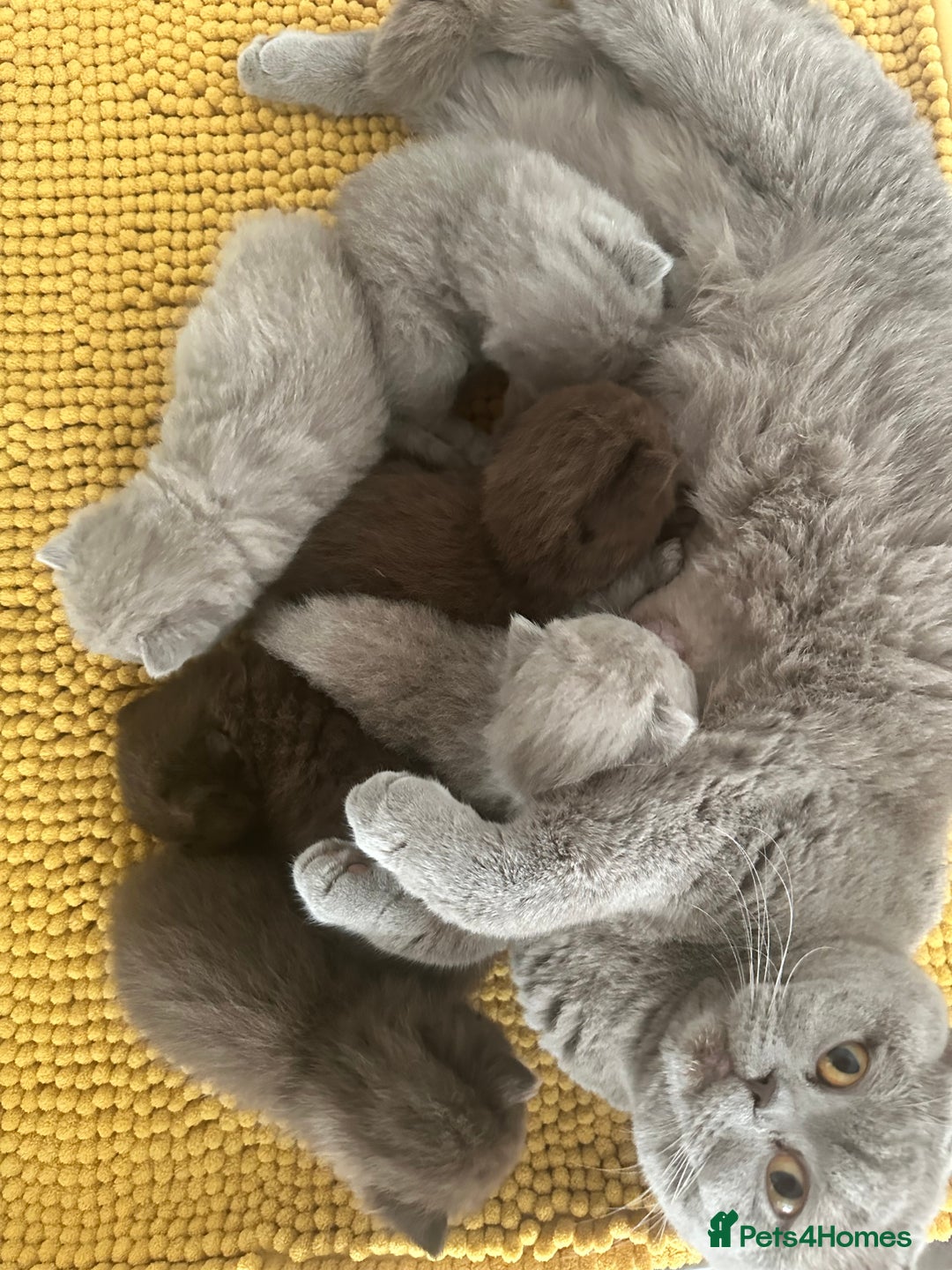 British Shorthair cats for sale: Ready British Shorthair Chunky Kittens - Image 27