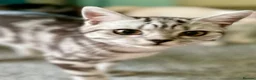 British Shorthair cats for sale: GCCF. BSH boy n girl..both spayed  - Advert 18